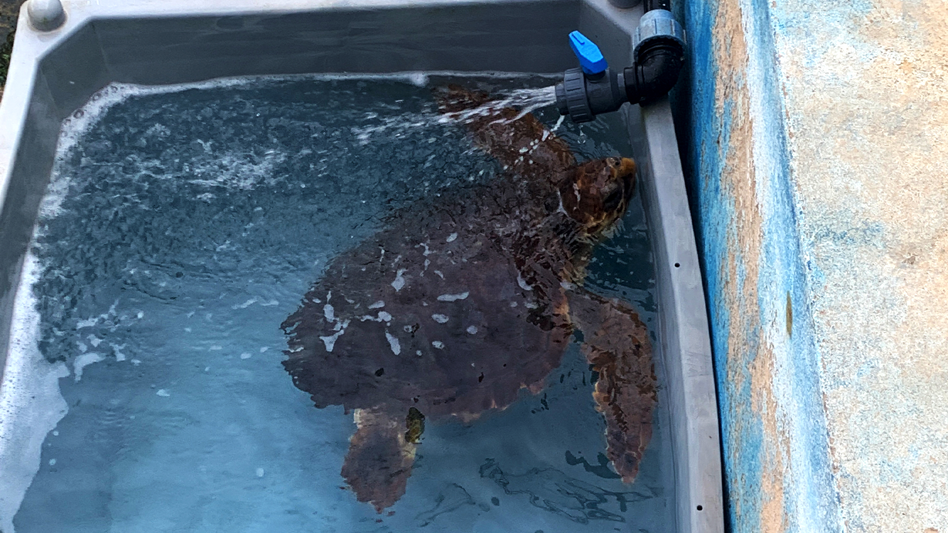 L'isola blu, Lampedusa