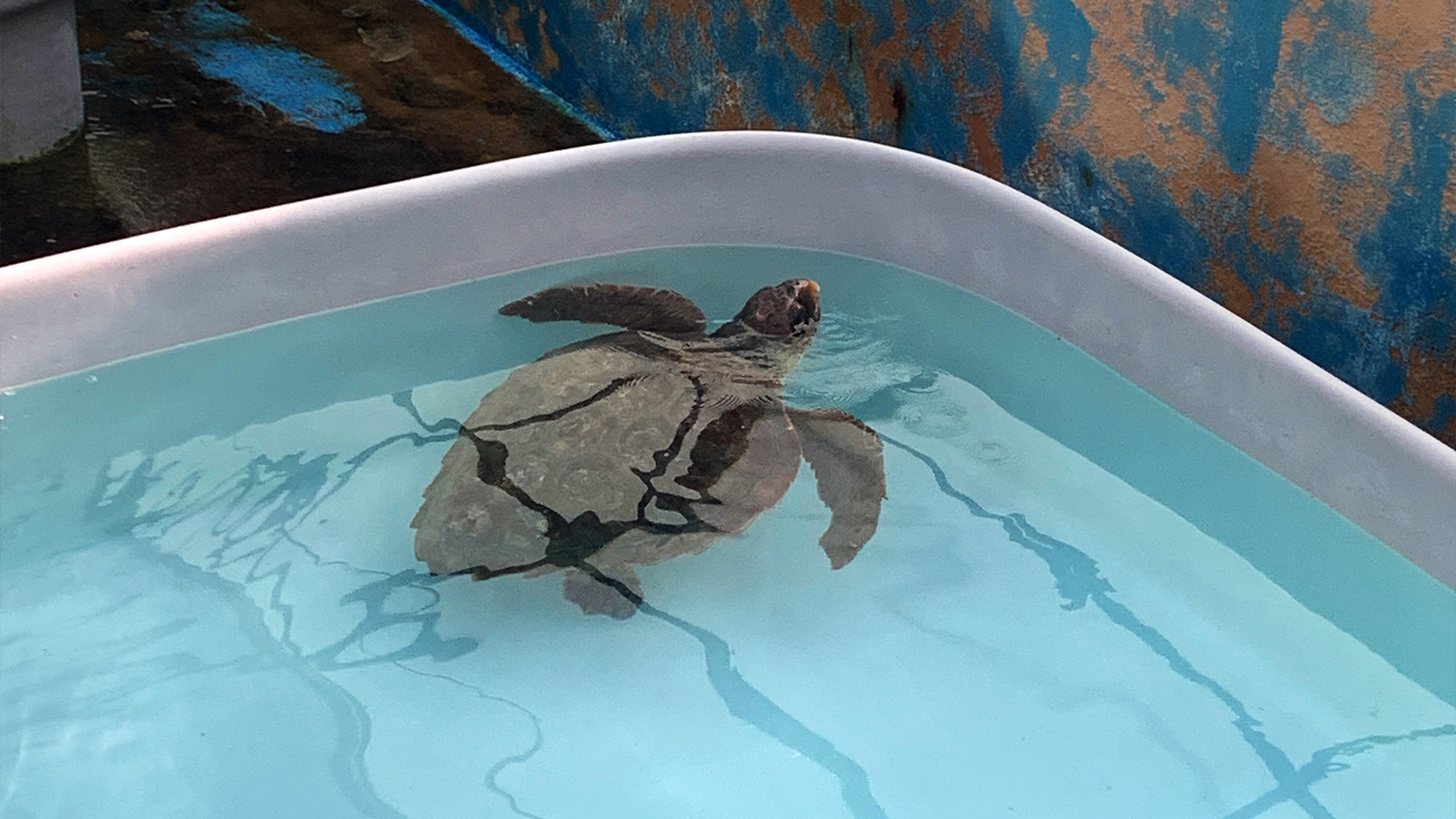 L'isola blu, Lampedusa